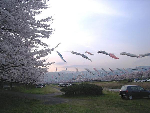 桜と鯉のぼり